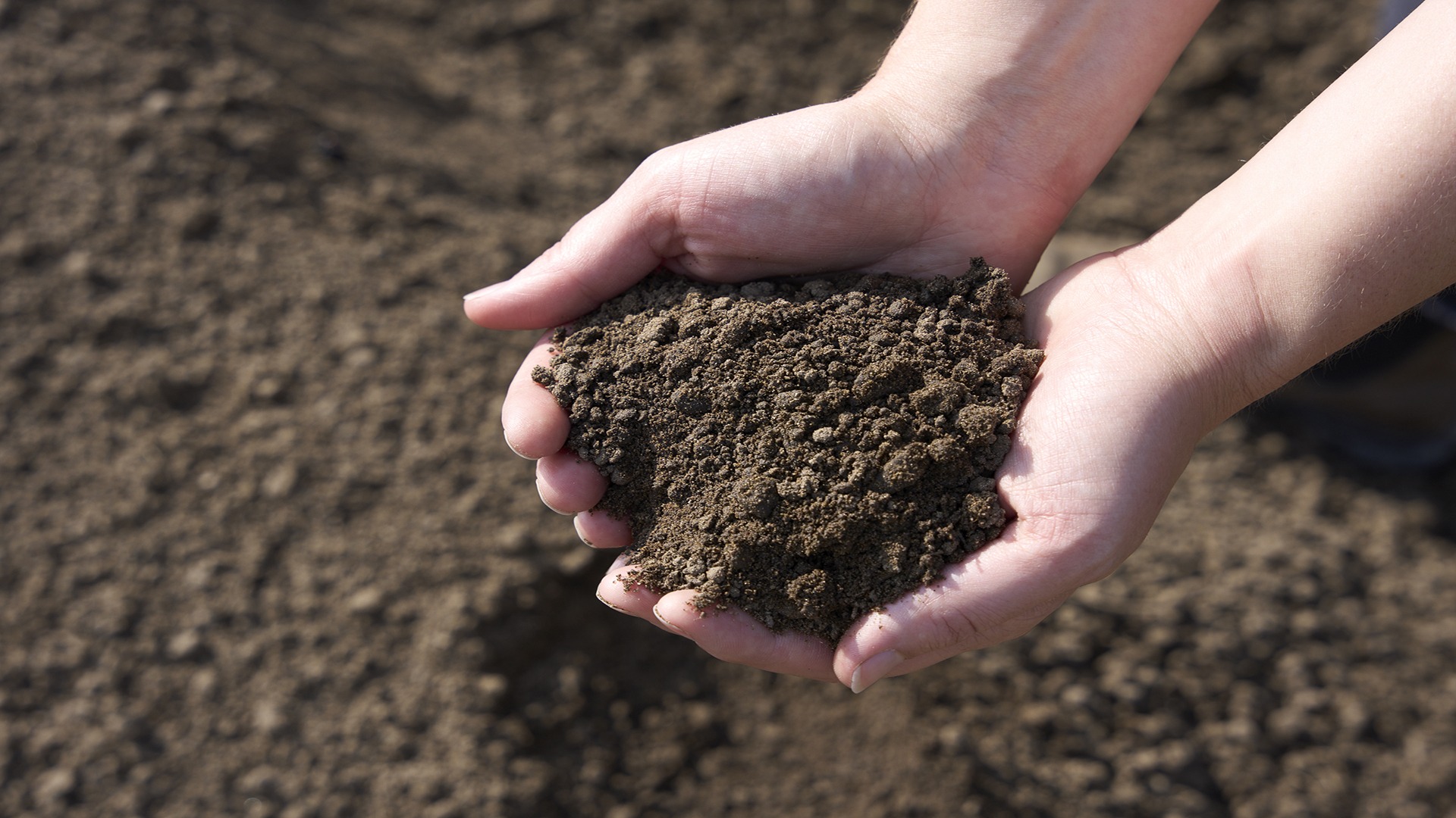 A person holds a handful of dark, rich soil in their cupped hands, with more soil spread over the ground in the background.