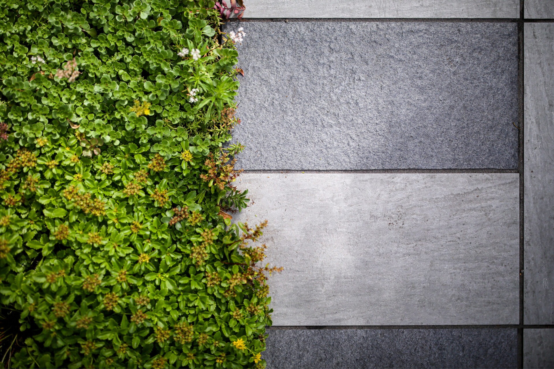 Close-up of a garden feature with lush green plants on the left side and gray stone tiles forming a path on the right.