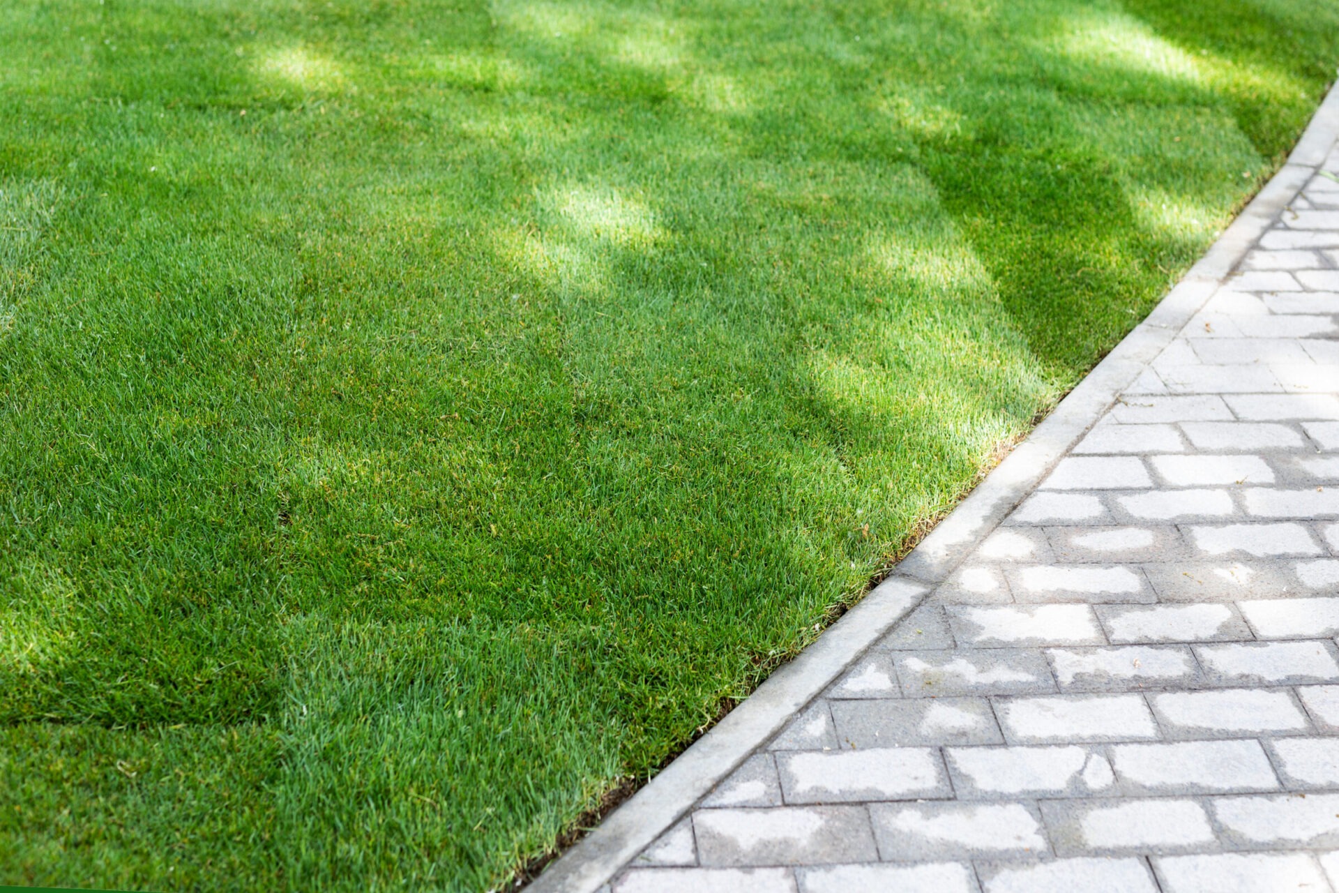 Straigh line of new freshly installed green rolled lawn grass carpet along stone pavement sidewalk at city park or backyard on bright sunny day. Green Gardening landcaping service