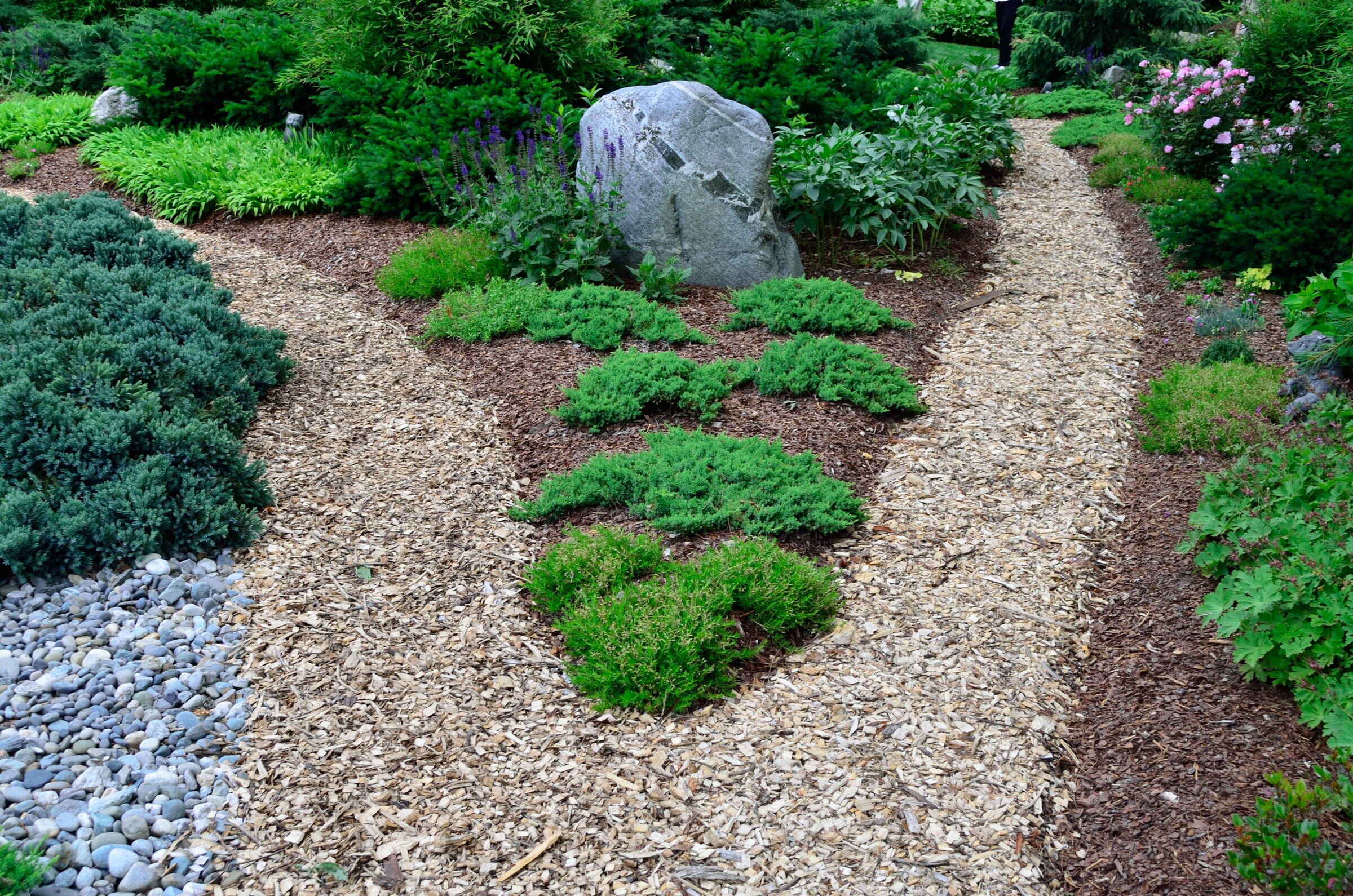 A tranquil garden scene with a forked mulch pathway, surrounded by lush greenery, rocks, and shrubs, creating a peaceful natural setting.